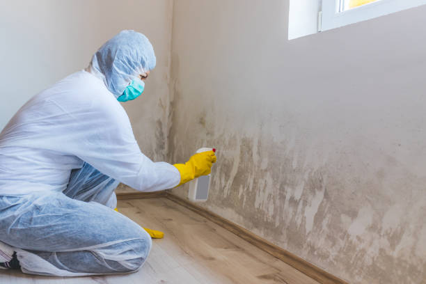 Licensed Commercial Mold Remediation service in Cream Ridge, NJ - Car Mold Remediation